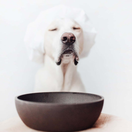 BAMBOO - Stylish Dog Bowl