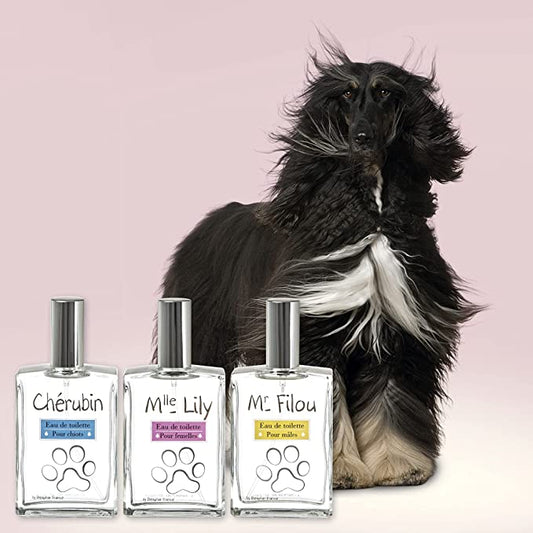 Premium Mrs Lily Perfume for Female Dog