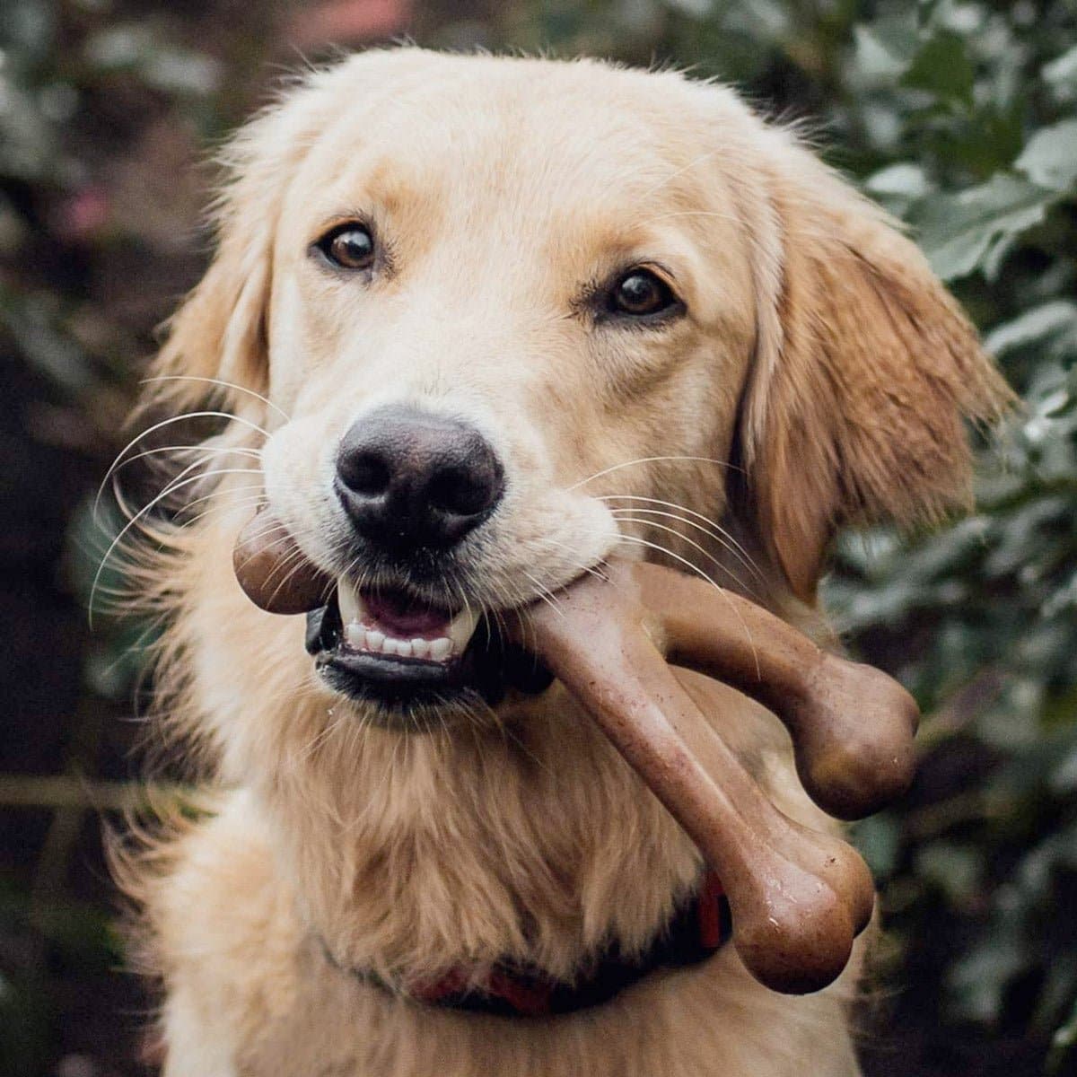Wishbone Dog Chew Toy – Peanut