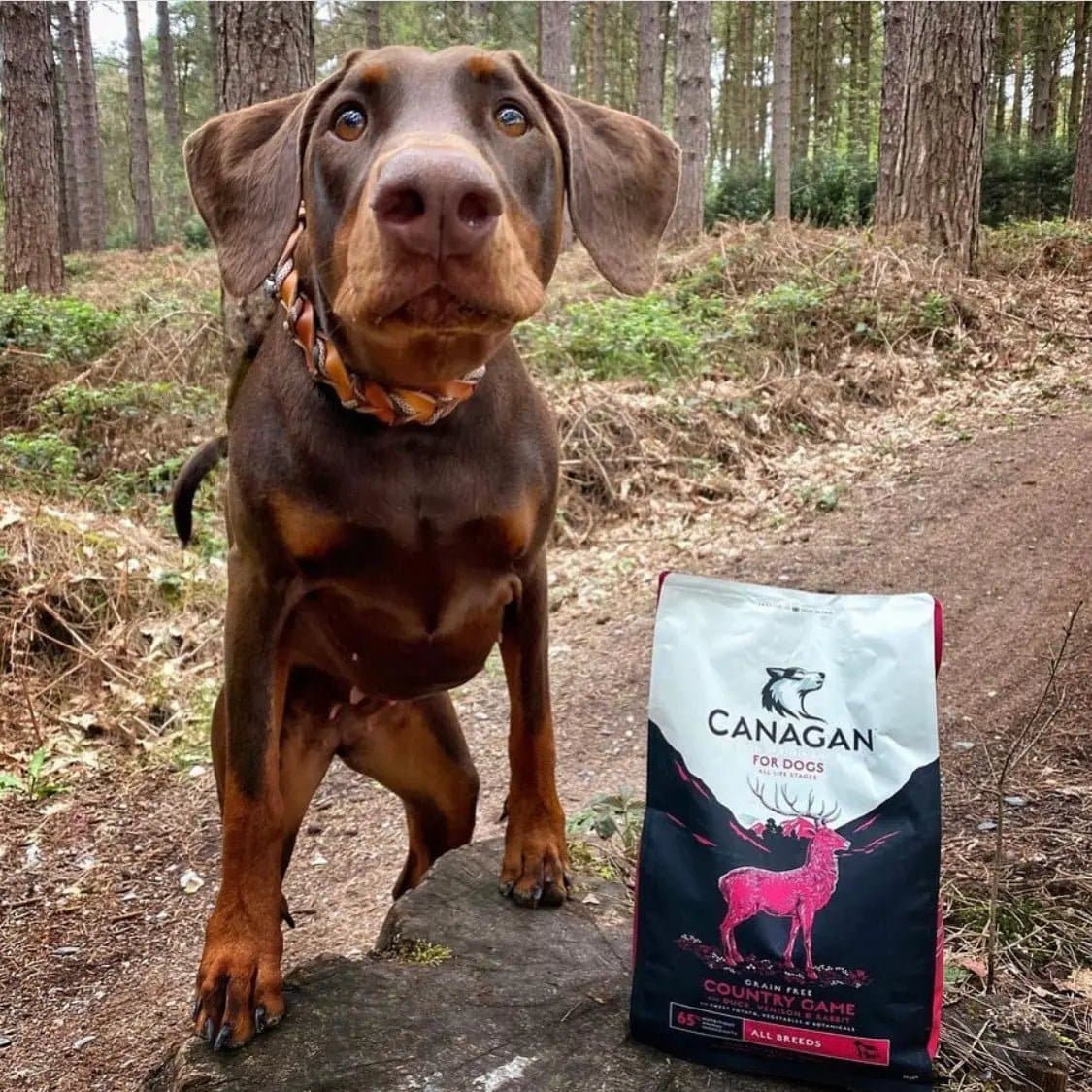 Dog enjoying Canagan Country Game Dry Food 