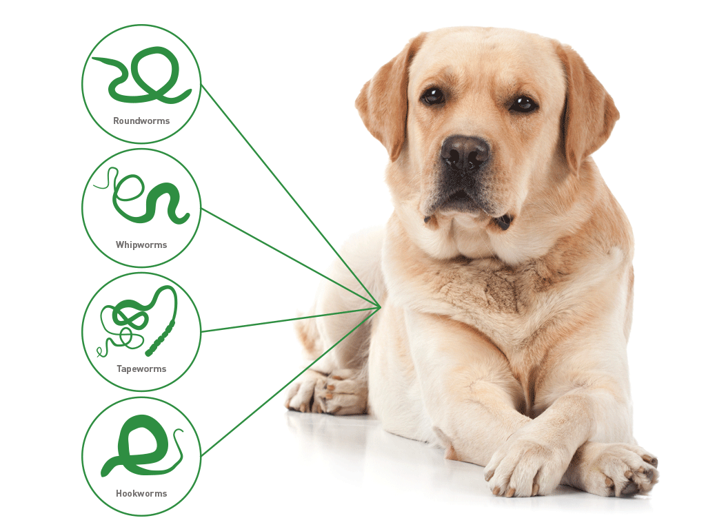 Drontal Tasty Bone Worming Tablets