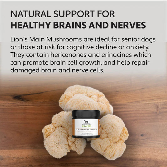 Lion's Mane - Organic Mushroom Extract For Dogs