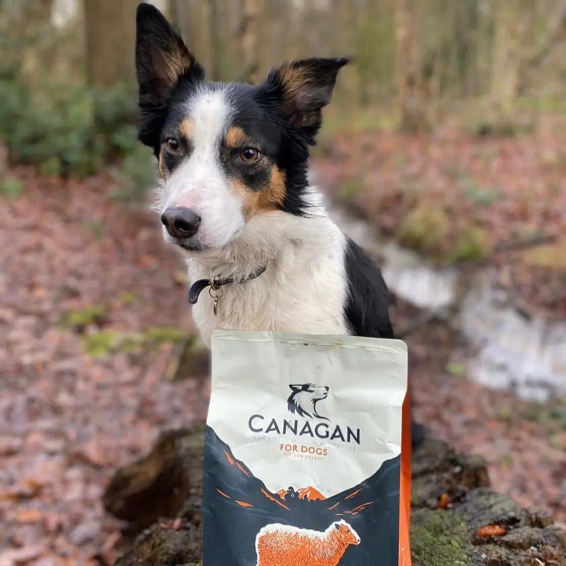 Dog Enjoying Canagan Grass Fed Lamb For Puppies & Adults