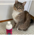 Load image into Gallery viewer, 2-in-1 Conditioning Cat Shampoo - Light Wild Cherry
