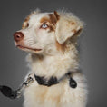 Load image into Gallery viewer, Memopet Brown Dog Collar
