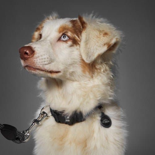 Memopet Brown Dog Collar