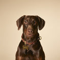 Load image into Gallery viewer, Ascot Dog Collar
