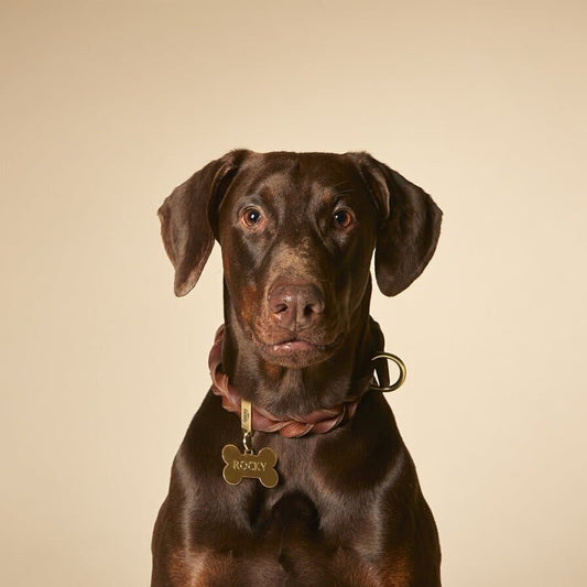 Ascot Dog Collar