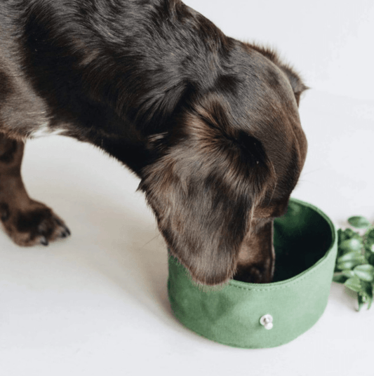 Foldable Pet Feeding Bowl