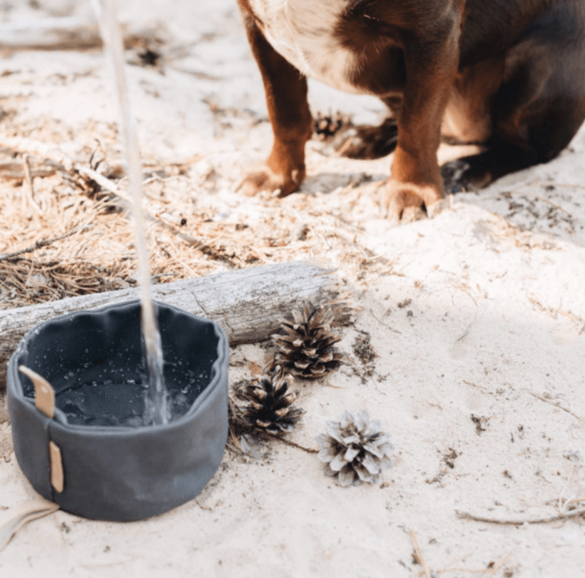 Foldable Pet Feeding Bowl