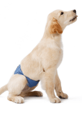 Load image into Gallery viewer, Male Dog Sanitary Pants
