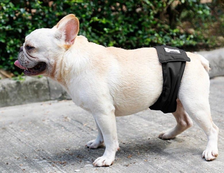 Male Dog Sanitary Pants