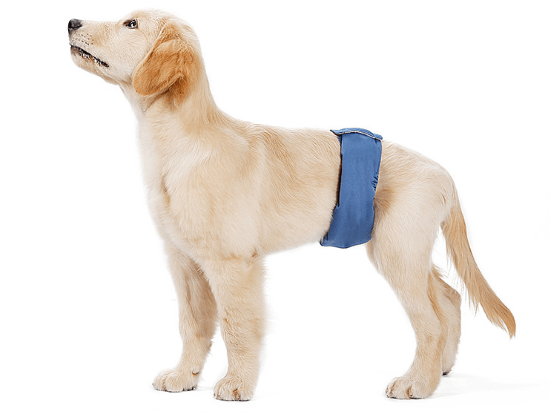 Male Dog Sanitary Pants