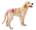 Load image into Gallery viewer, Female Dog Sanitary Pants
