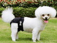 Load image into Gallery viewer, Female Dog Sanitary Pants
