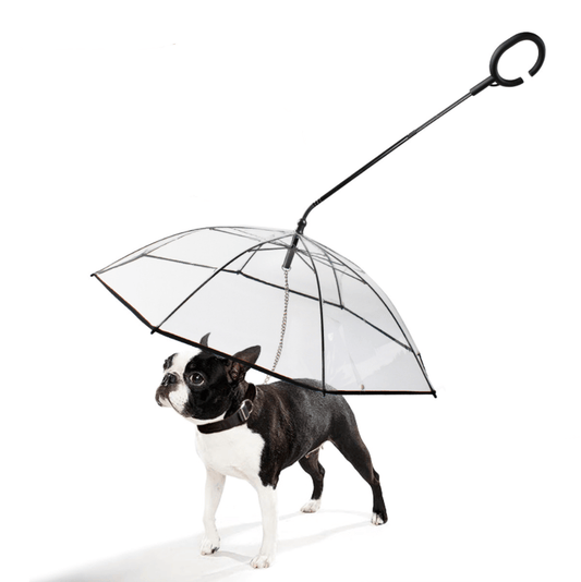 مظلة الكلب