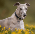 Load image into Gallery viewer, Hermitage Dog Collar
