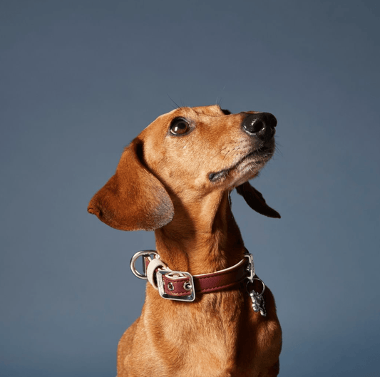 Hermitage Dog Collar
