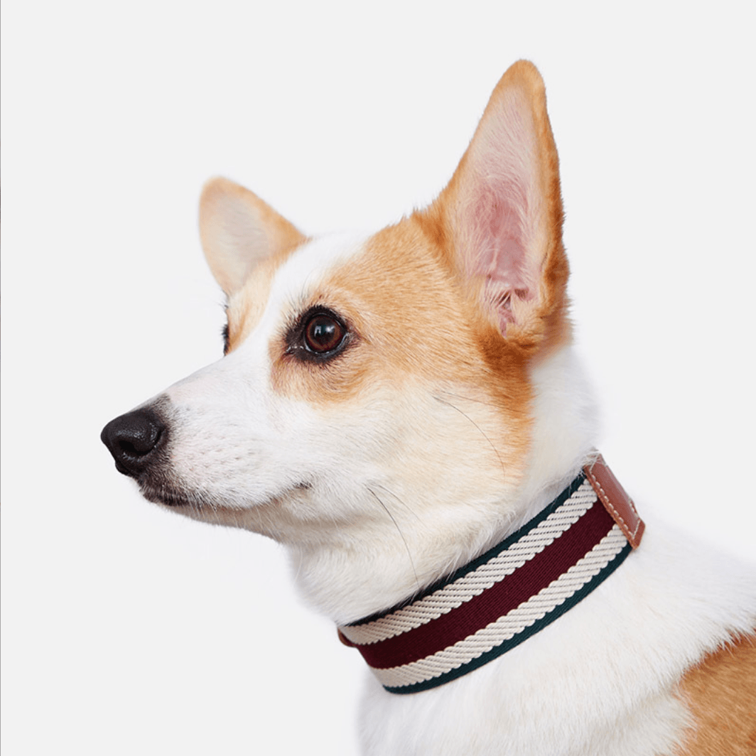 Cowhide Striped Collar