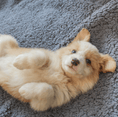 Load image into Gallery viewer, Fluffy Fleece Blanket
