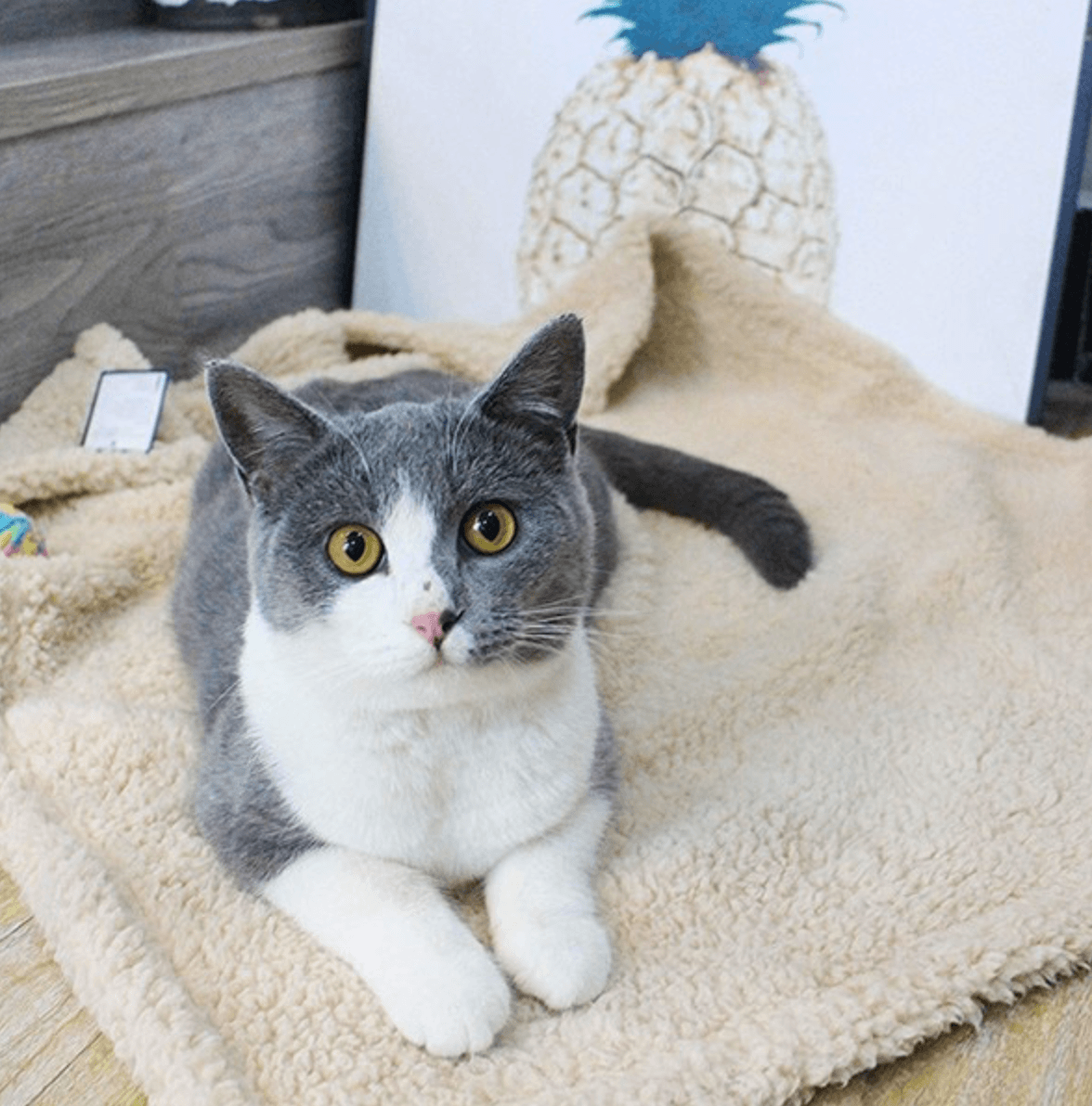 Fluffy Fleece Blanket