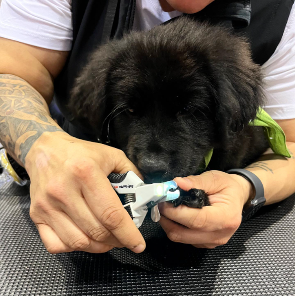 Pet Led Nail Clipper