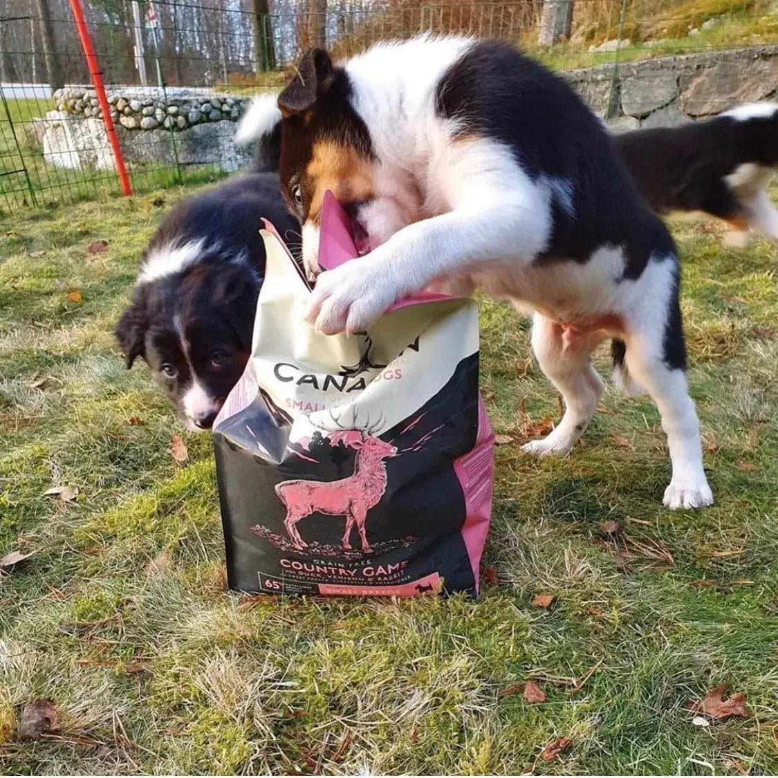 Canagan Country Game For Small Breed Dogs