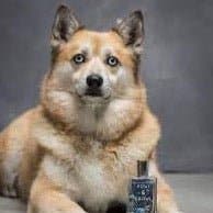 Luna Bloom Dog Fragrance