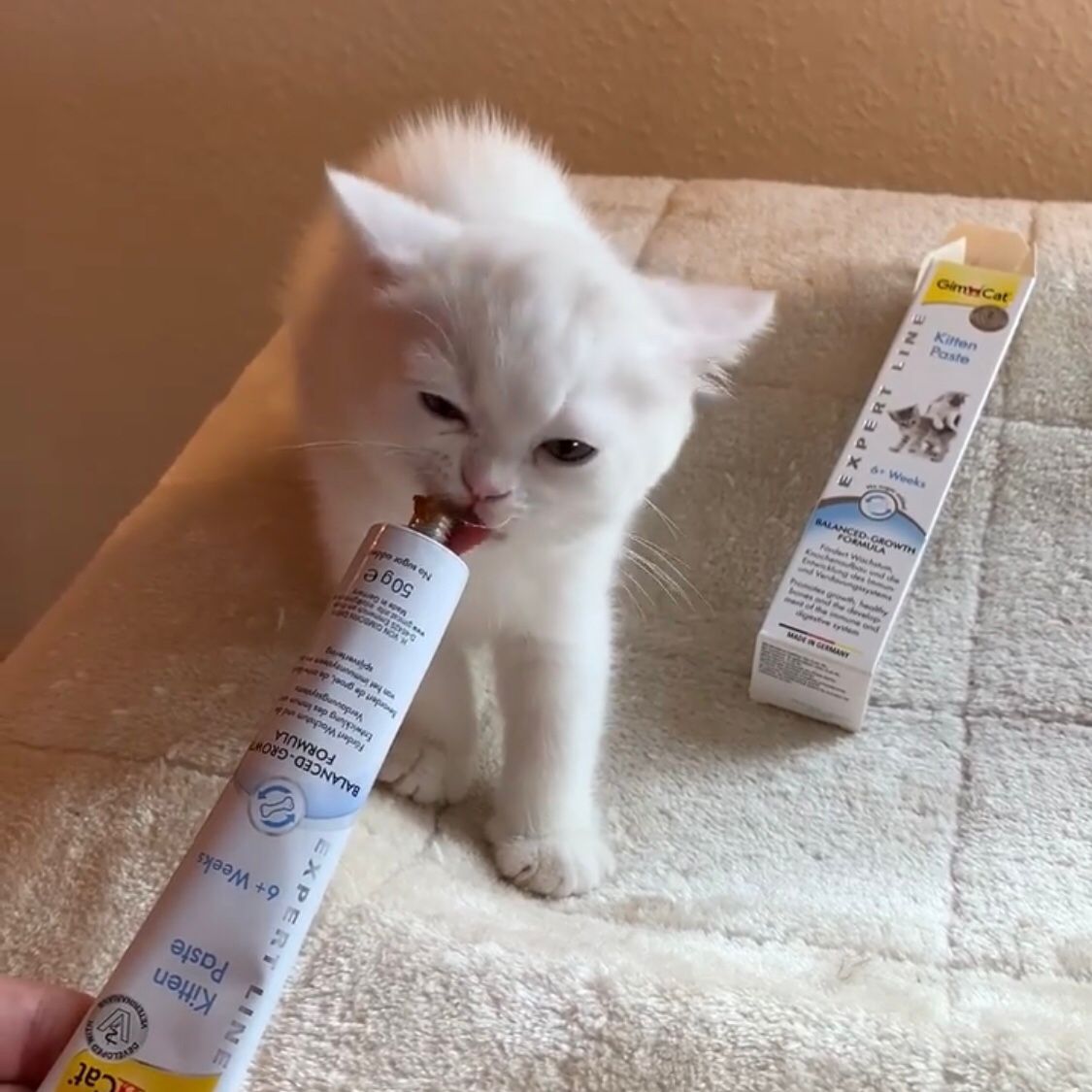Kitten Paste