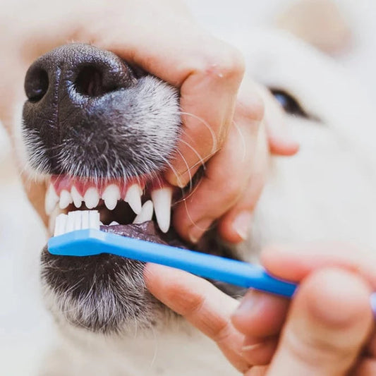 Tooth Brush for Dogs