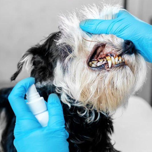  سائل الأسنان واللثة للقطط والكلاب - نعناع