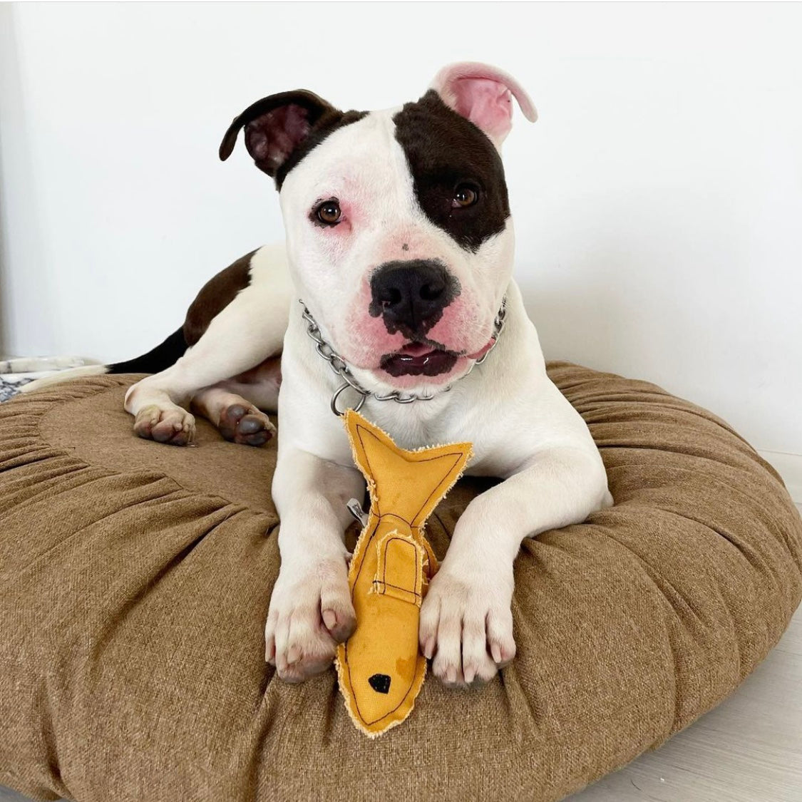 Toque Dog Bed