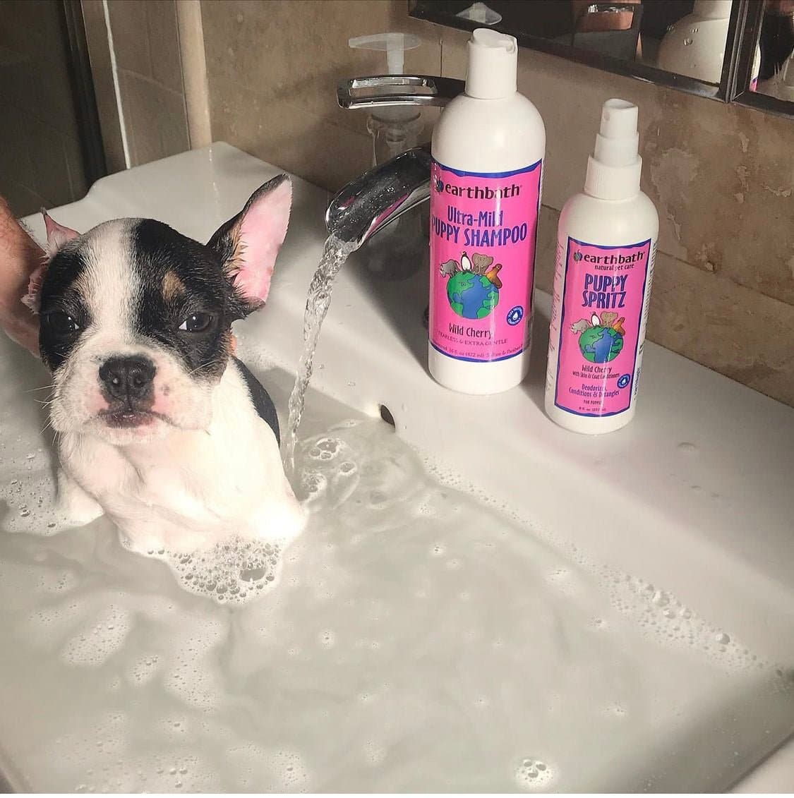 French bulldog puppy outlet shampoo