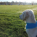 Load image into Gallery viewer, Puppy Complete - Chicken
