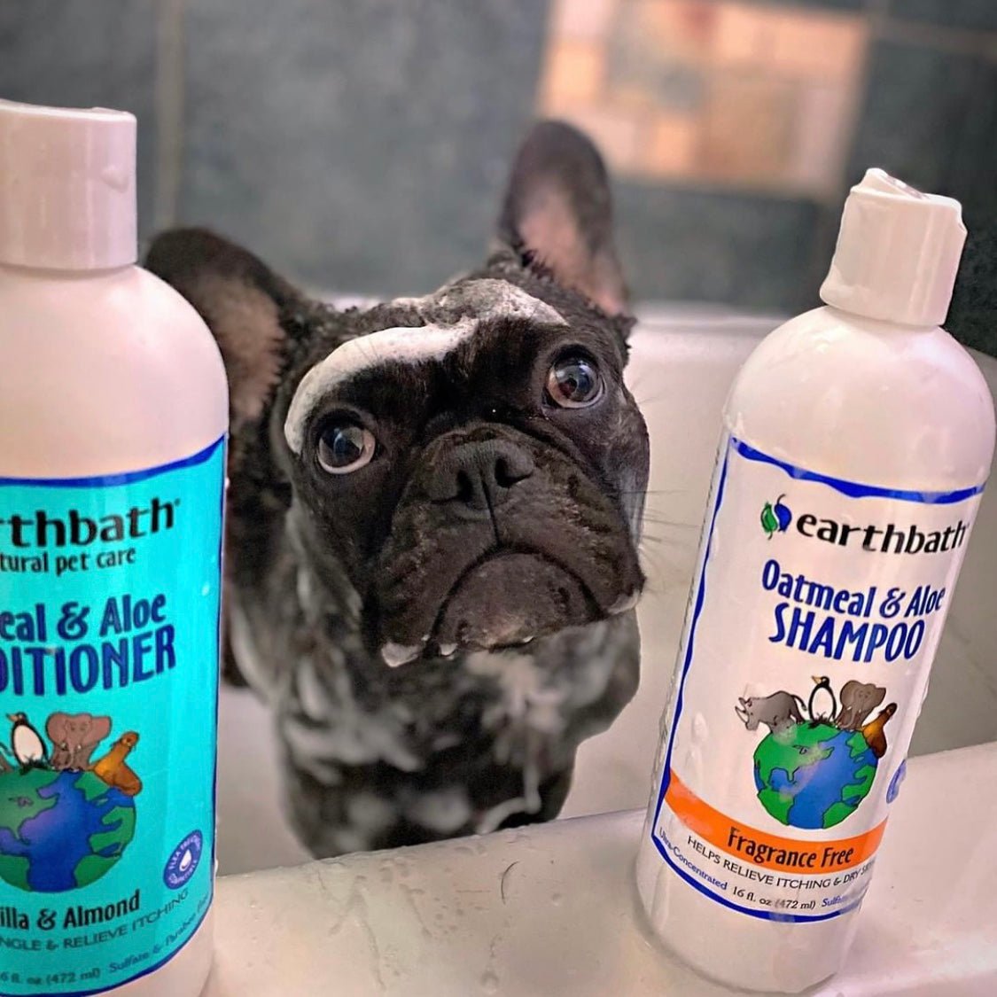 Earthbath Oatmeal & Aloe Shampoo  – Fragrance Free