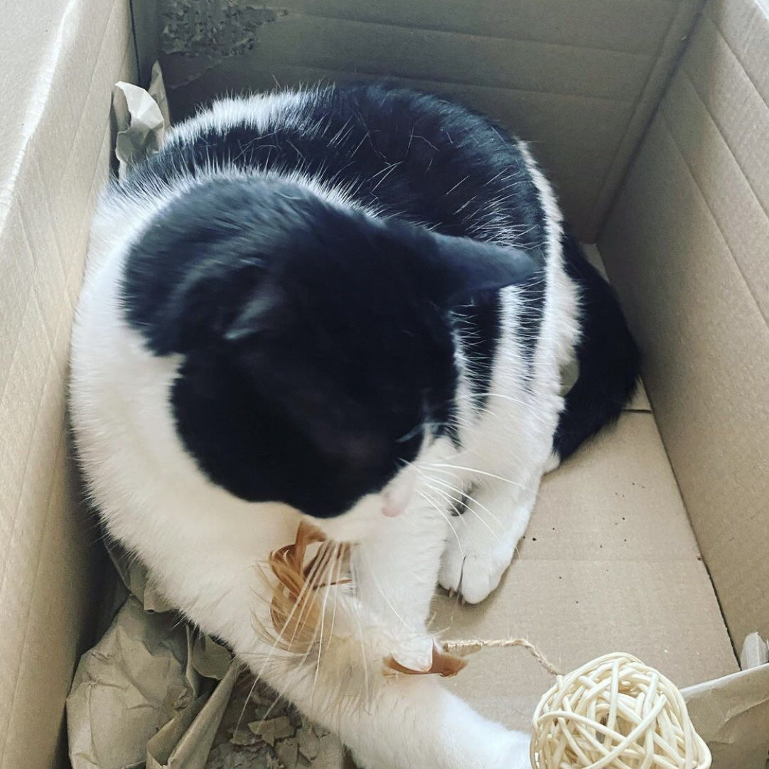 Ethicat Cat Toy Ball Rod