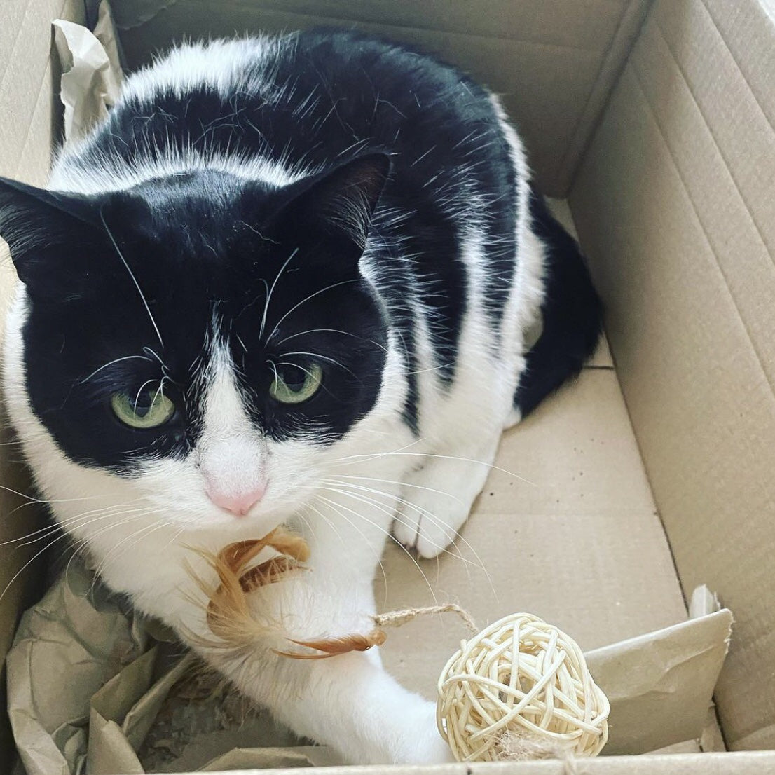 Ethicat Cat Toy Ball Rod