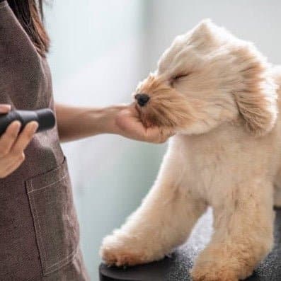 Pet Hair Dryer