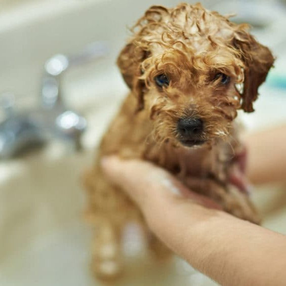 Puppy Shampoo